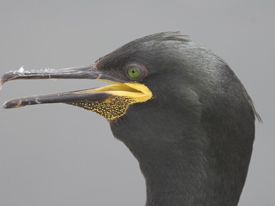European shag