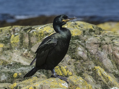 European shag