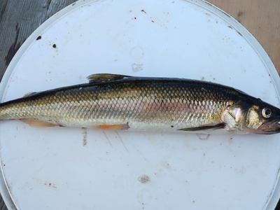 European smelt