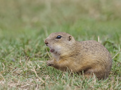 European souslik