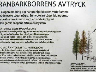 European spruce bark beetle