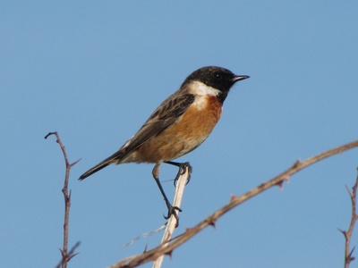 European Stonechat