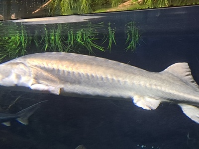 European sturgeon
