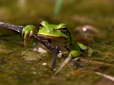 European tree frog