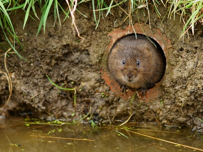 European water vole