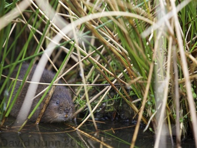 European water vole