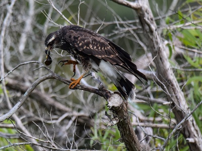 Everglade Snail Kite