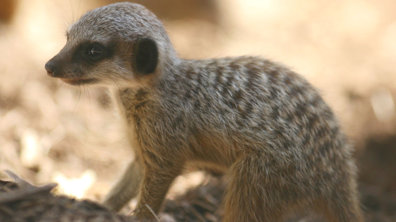 Fennec fox in desert with large ears, illustrating heat-dissipating adaptation