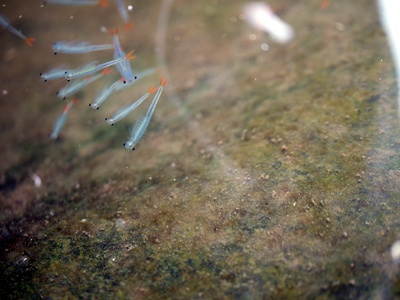Fairy Shrimp