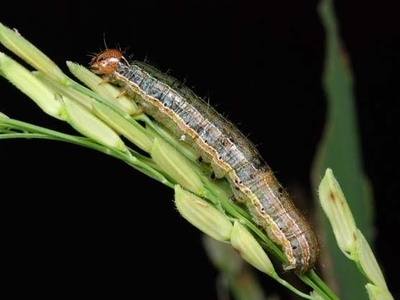 Fall armyworm