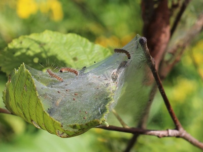 Fall webworm