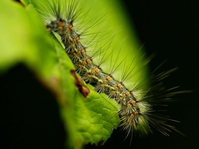 Fall Webworm