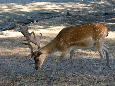 Fallow Deer