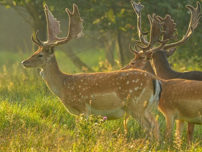 Fallow deer