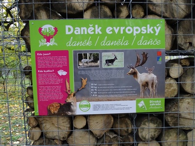 Fallow deer (introduced)