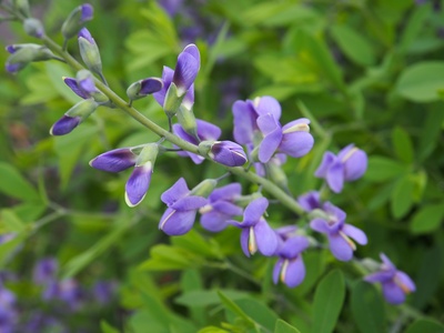 False indigo