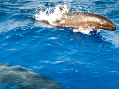 False killer whale