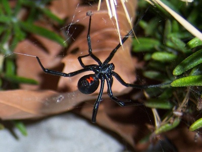 False widow spider