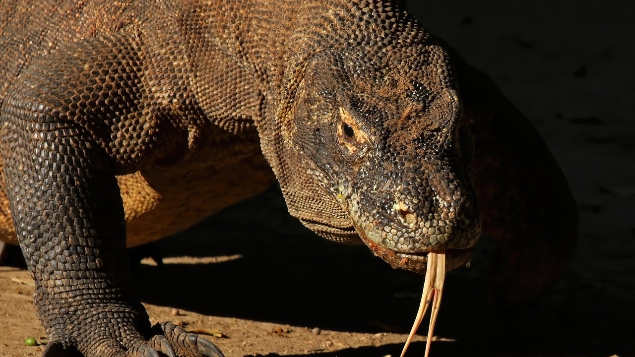 Komodo dragon in its natural habitat at Komodo National Park