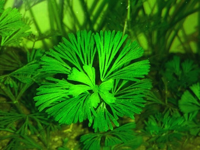 Fanwort (cabomba)
