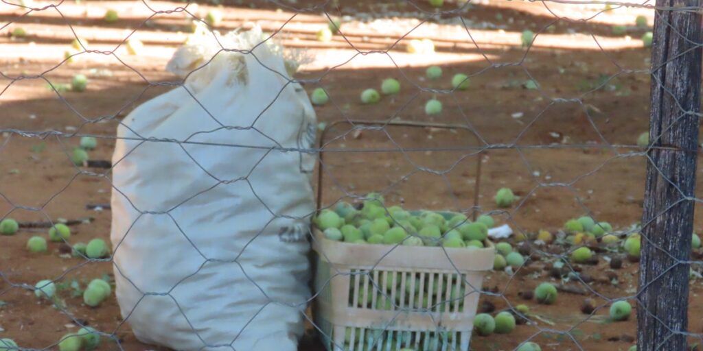 The Complete List of Fruits of Namibia - Flora Fauna Fun