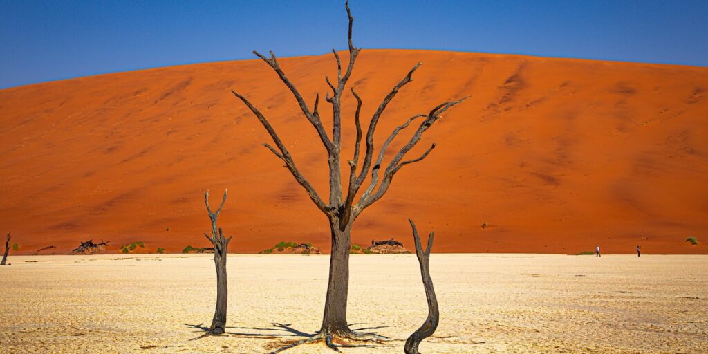 Namibia Native Trees Trees of Namibia: The Complete List - Flora Fauna Fun