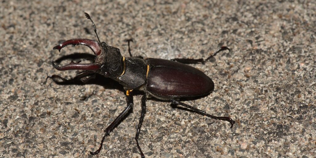 Temperate Forest Insects List - Flora Fauna Fun