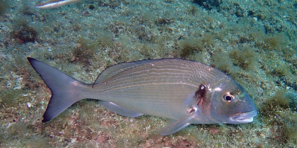 Isral Fish The Complete List of Fish of Israel - Flora Fauna Fun