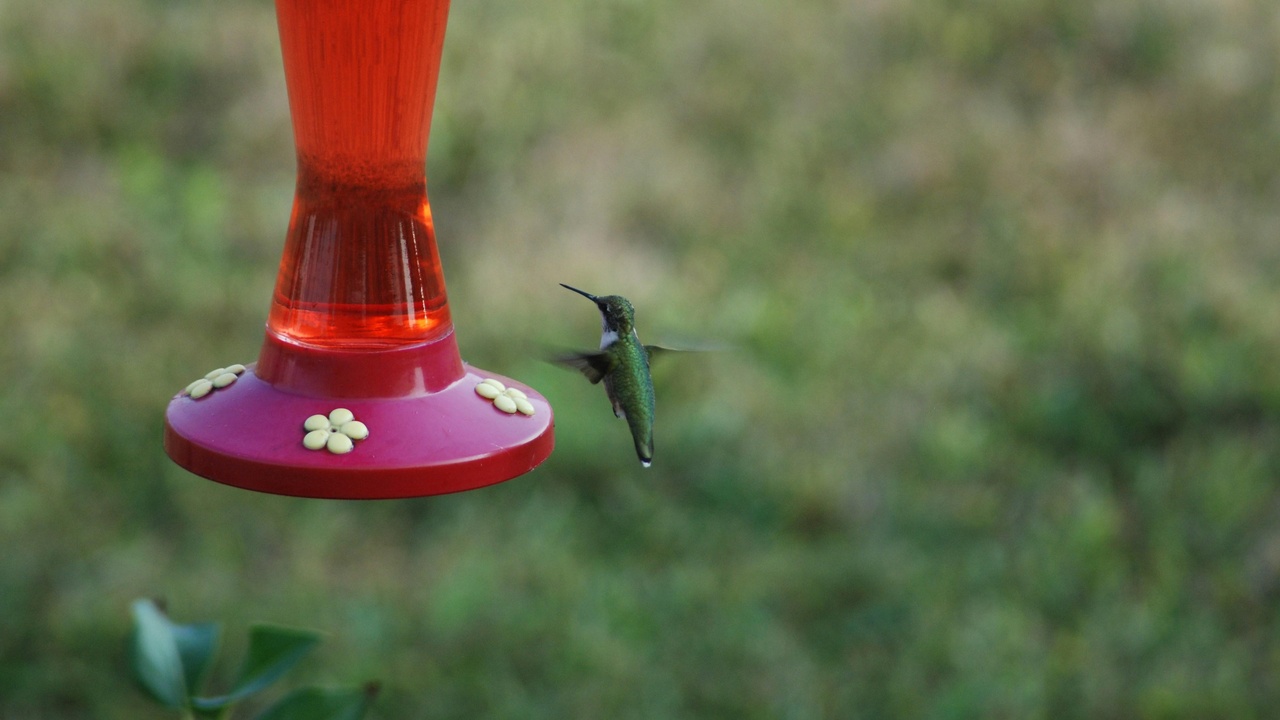 A territorial hummingbird hovering by a feeder, illustrating feeding behavior and memory