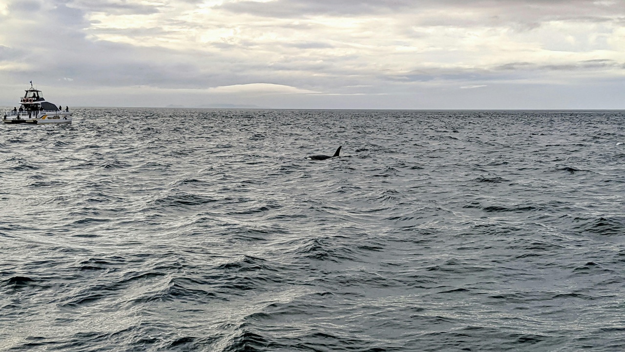 Baleen whale feeding and toothed whale echolocation: baleen plates and sperm whale sonar