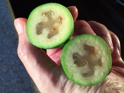 Feijoa (Pineapple guava)