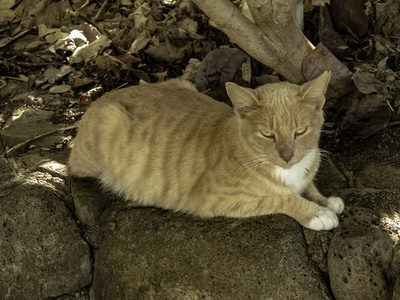 Feral Cat