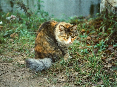 Feral cat (gato doméstico)