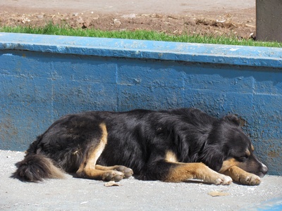 Feral dog (perro feral)