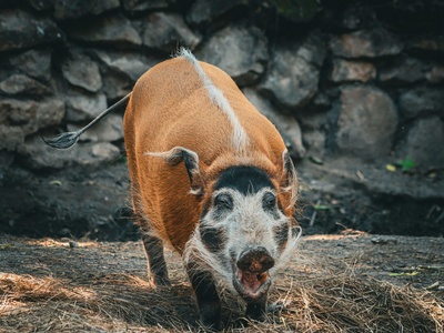 Feral pig (chancho salvaje)