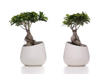 Ficus microcarpa 'Ginseng'