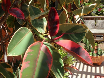 Ficus Rubber 'Ruby'