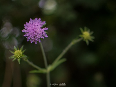 Field scabious