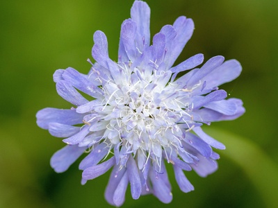 Field scabious