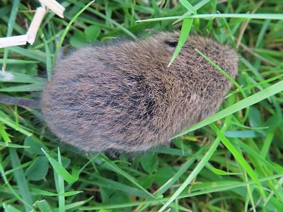 Field vole