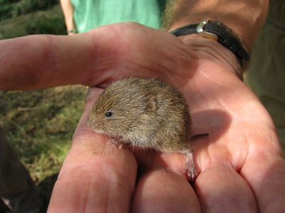 Field vole