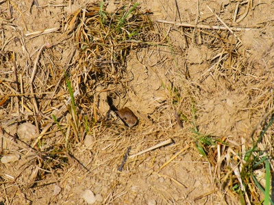 Field vole (hraboš polní)