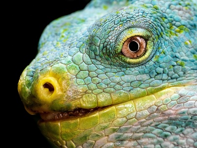 Fijian crested iguana
