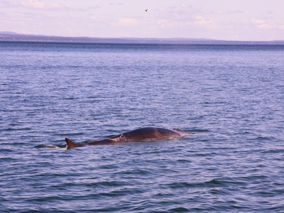 Fin whale