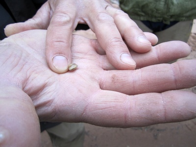 Fingernail Clam