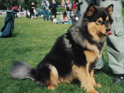 Finnish Lapphund