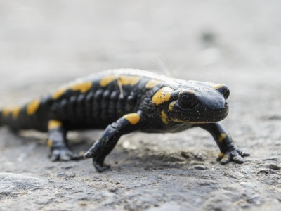 Fire salamander