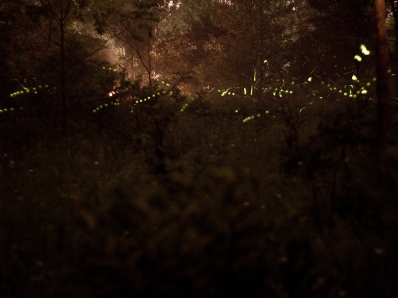 Temperate Forest Insects List - Flora Fauna Fun