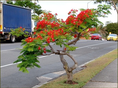 Flamboyant (Royal Poinciana)