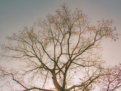 Flamboyant Tree